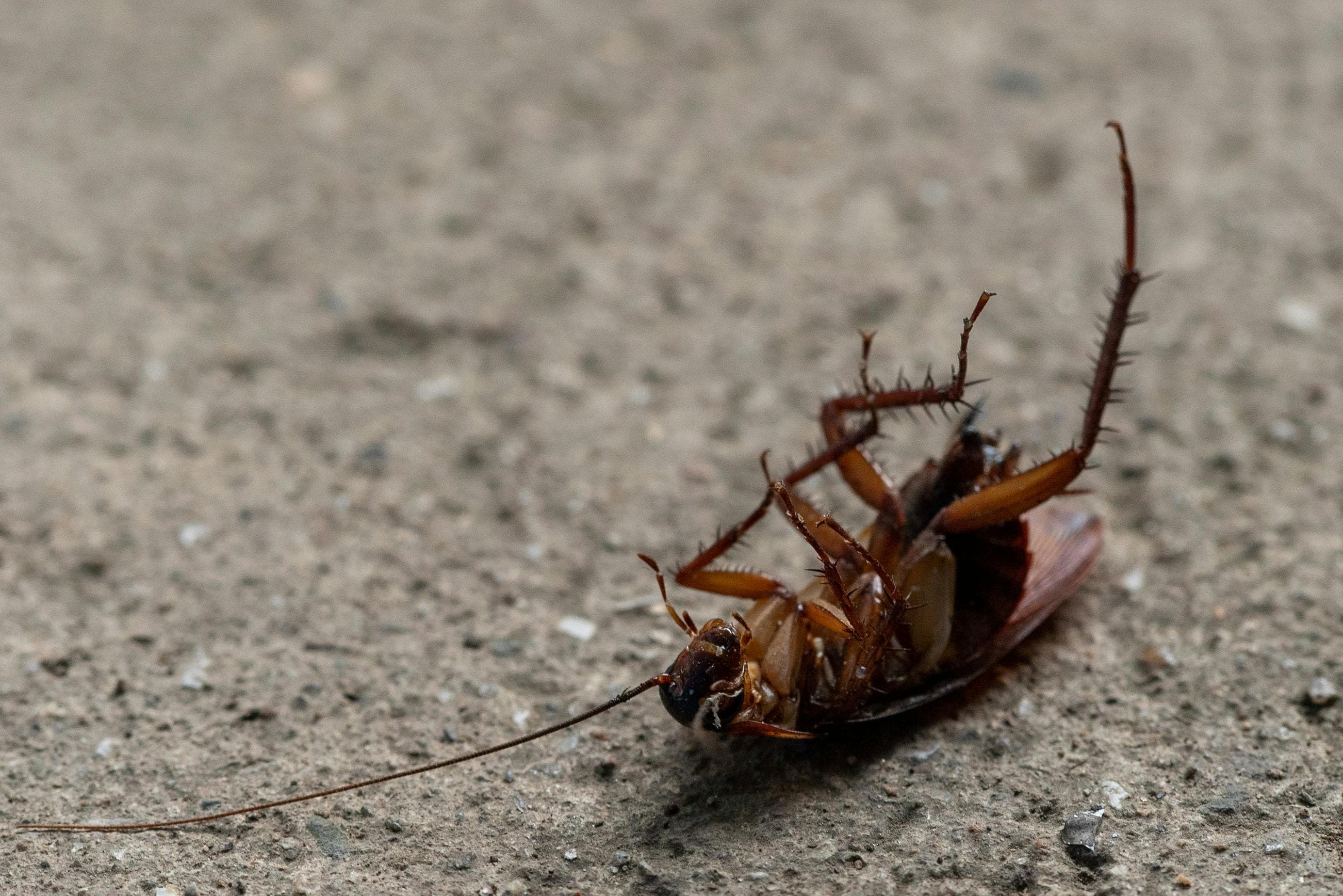 Happy family in a clean pest-free home