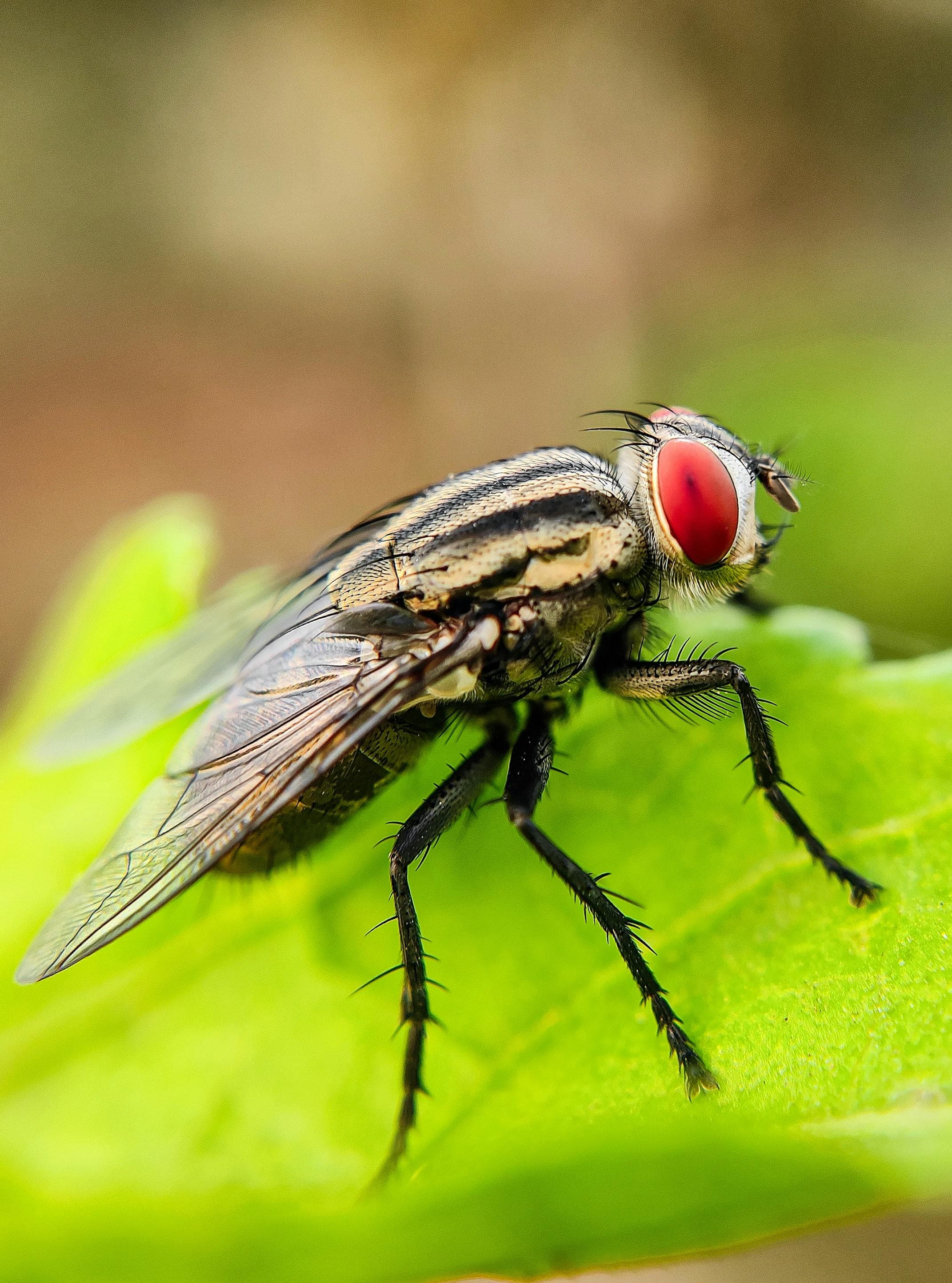 Flies & Gnats
